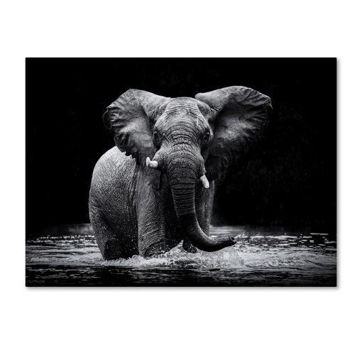 Wayfair Elephant Wall Art You'll Love in 2023